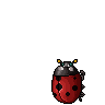 Lady bug