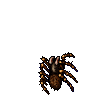 Tarantula
